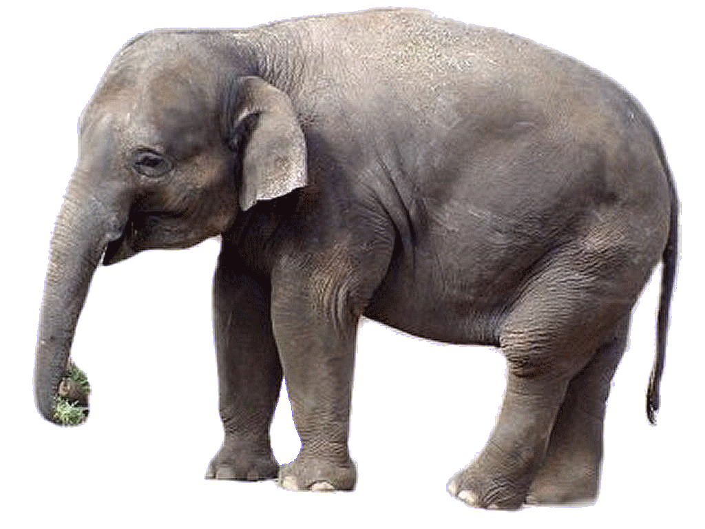 Elephant Tube Elephant Tube